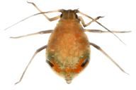 Dysaphis pyri : adulte aptère