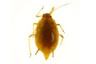 Elatobium abietinum : adulte aptère