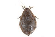Eriosoma lanigerum : adulte aptère