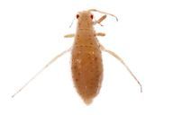 Essigella californica : adulte aptère