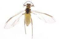 Essigella californica : adulte ailé
