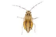 Eucallipterus tiliae : nymphe stade 4