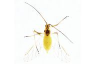 Euceraphis punctipennis : adulte ailé