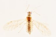 Hoplocallis pictus : adulte ailé