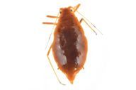 Hyalopterus pruni : adulte aptère