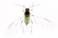 Hyalopterus pruni : adulte ailé
