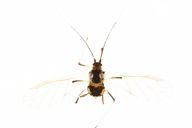 Hyperomyzus lampsanae : adulte ailé