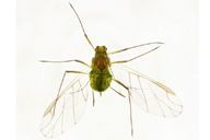 Illinoia lambersi : adulte ailé