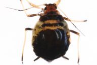 Brachycaudus cardui : adulte aptère