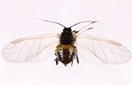 Brachycaudus cardui : adulte ailé