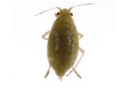 Cavariella aegopodi : adulte aptère