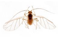 Corylobium avellanae : adulte ailé