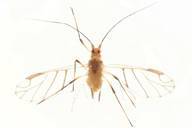Wahlgreniella nervata : adulte ailé