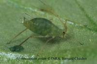Acyrthosiphon pisum : goutte de miellat