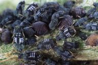 Aphis fabae : nymphes stade 3 et 4