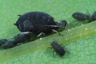 Aphis fabae : adulte aptère et larves
