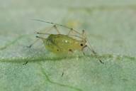 Aulacorthum solani : adulte aptère