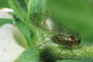 Aulacorthum solani : adulte ailé