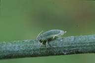 Brachycorynella asparagi : adulte aptère