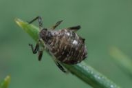Cinara sp : adulte aptère