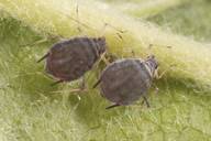 Dysaphis plantaginea : adultes aptères
