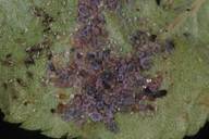 Dysaphis plantaginea : colonie