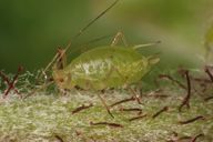 Acyrthosiphon malvae : adulte aptère