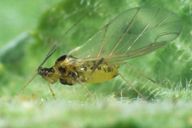 Acyrthosiphon primulae : adulte ailé