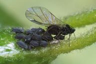Aphis hederae : adulte ailé et colonie