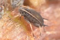 Aphis hederae : adulte aptère
