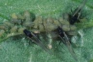 Aphis sambuci  : adultes ailés et colonie