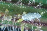 Aphis urticata : ovipare