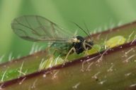 Aphis urticata : adulte ailé