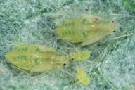 Capitophorus horni, nymphes