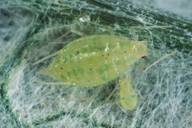 Capitophorus horni, adulte aptère