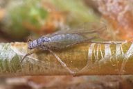 Essigella californica : adulte ailé