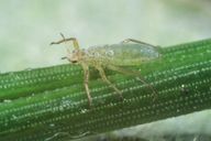Essigella californica : adulte aptère