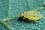 Eucallipterus tiliae : nymphe stade 4