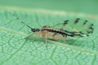 Eucallipterus tiliae : adulte ailé sur tilleul