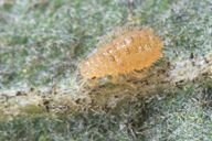 Hoplocallis pictus : adulte aptère