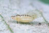 Hoplocallis pictus : adulte ailé