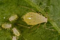 Hyperomyzus lampsanae : adulte aptère