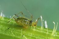 Hyperomyzus picridis : adulte aptère
