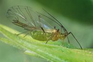 Illinoia lambersi : adulte ailé