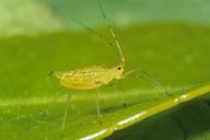 Illinoia lambersi : adulte aptère