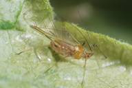 Macrosiphum euphorbiae : adulte ailé