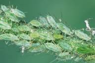 Macrosiphum euphorbiae : colonie verte