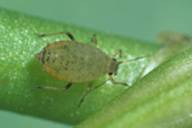 Nearctaphis bakeri : adulte aptère