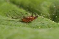 Rhodobium porosum :adulte ailé