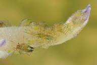 Rhopalosiphoninus latysiphon : colonie